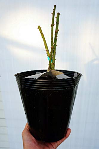 Amazon.co.jp: 四季咲き強香バラ苗 【ベル・ドゥ・レニエ】 2年生大苗